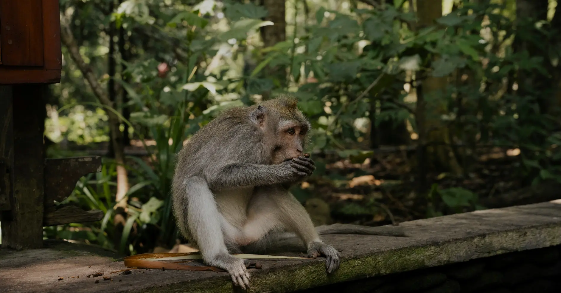 Ubud Tour - Gallery Image 2